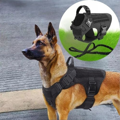 Harnais pour chien : Ce berger allemand est présenter avec un harnais conçu avec un tissus en nylon imperméable 1050D