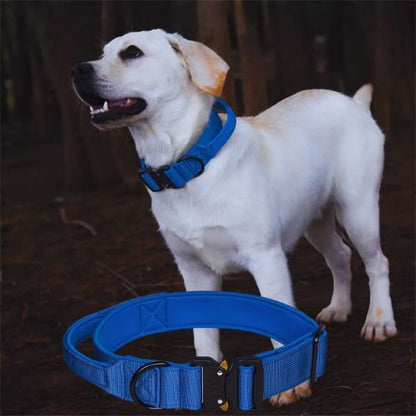 Collier de dressage pour chien-NyloControl™ : Ce jeune labrador, arrêter dans le bois avec son collier chien de dressage en nylon de couleurs bleue, avec une fermeture à dégagement rapide et une boucle en D en acier
