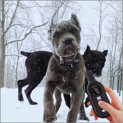 Collier pour dressage de chien-NeoTrainer™ : Ces jeunes cane corso portent un collier pour dressage de chien