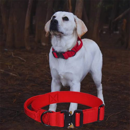 Collier de dressage pour chien-NyloControl™ : Ce jeune labrador, arrêter dans le bois en toute sécurité avec son collier chien de dressage en nylon de couleurs rouge , avec une fermeture à dégagement rapide et une boucle en D en acier