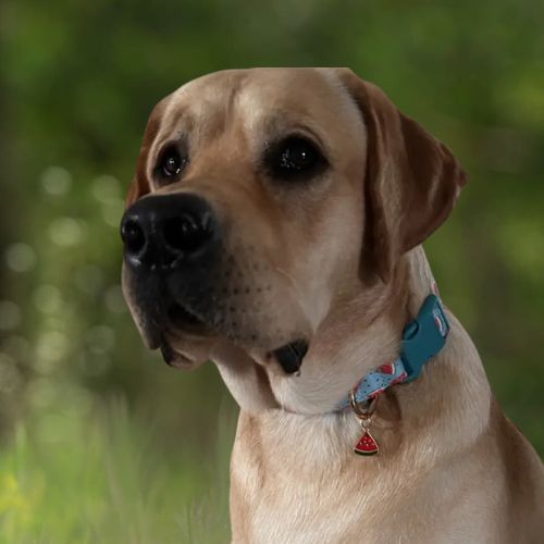 Collier chien-PendentifFruits™ : Ce labrador porte avec élégance son collier chien au motif de fruits avec un pendentif en forme de pastèque triangulaire