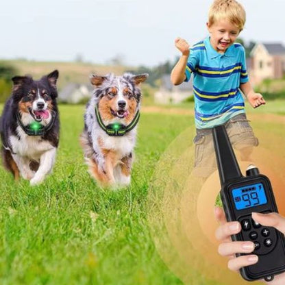 Collier de dressage chien-EliteControl™ : Ces deux berger australien en séance de dressage entrain de courir avec ce petit garçon avec à leurs cou un collier de dressage chien