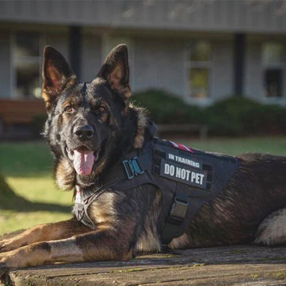 Harnais pour chien : Ce harnais conçu avec un tissus en nylon imperméable 1050D de couleur noir dispose des boucles à dégagement rapide et un anneaux en D pour accroché une laisse