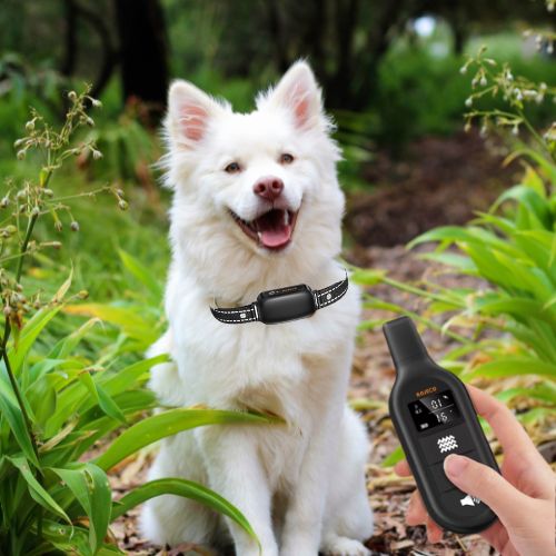 Beau Spitz blanc joyeux portant le collier pour dressage de chien dans un environnement extérieur verdoyant.