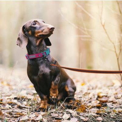 Teckel en forêt assis dans les feuilles avec sa longe pour petit chien.