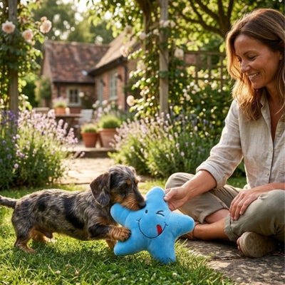 Teckel à poil dur jouant avec une peluche pour chien bleue en forme d'étoile dans un jardin.