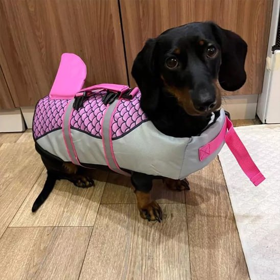 Un Teckel noir et feu assis à l'intérieur portant un gilet de sauvetage chien rose avec aileron.