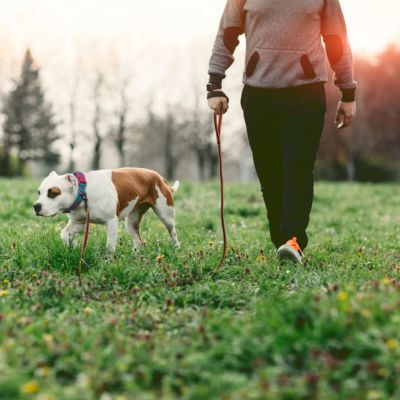 Terrier marchant avec son maître et une longe pour petit chien au soleil.