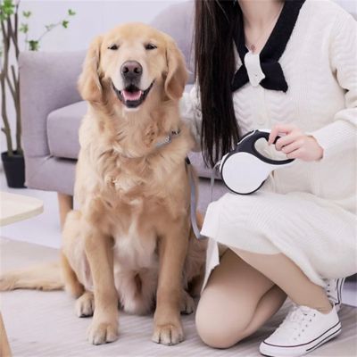 Une laisse de chien blanche tenue par une femme assise à côté d'un Golden Retriever souriant.