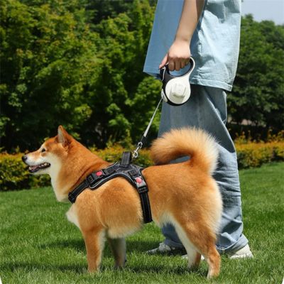 Une laisse de chien enrouleur blanche fixée au harnais noir d'un Shiba Inu dans l'herbe.