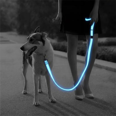 Gros plan d'un Husky en laisse de chien lumineuse bleue tenue par une femme en robe.
