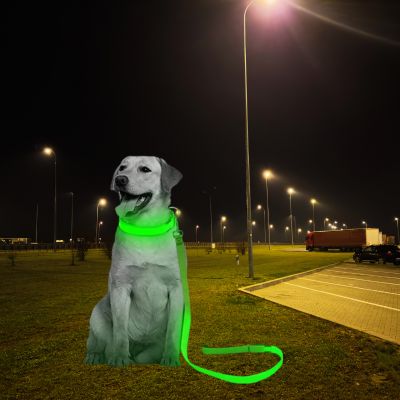 Labrador assis de nuit avec une laisse de chien et un collier LED vert fluo.