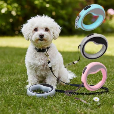 Chiot Bichon frisé avec une laisse de chien grise et modèles bleu et rose en présentation.