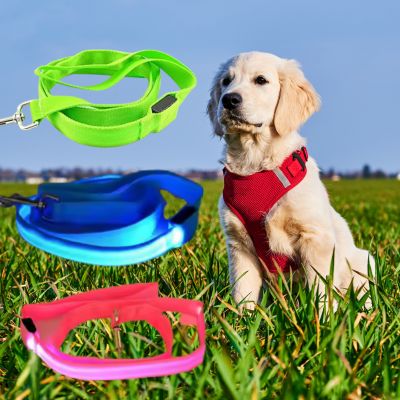 Chiot Golden Retriever avec une laisse de chien déclinée en vert, bleu et rose.