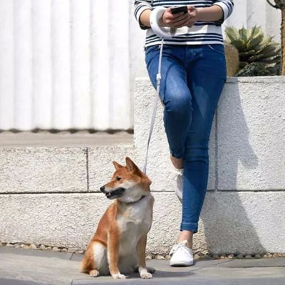 Une laisse de chien blanche portée au poignet par une femme assise près d'un Shiba Inu.