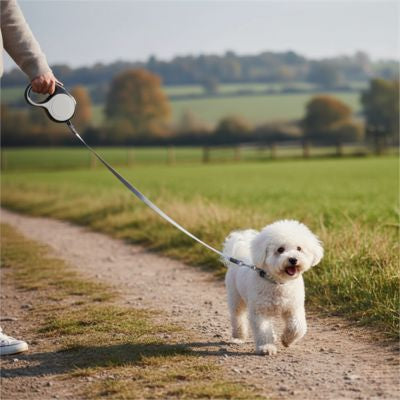 Une laisse de chien noire et blanche tenue par un marcheur avec un petit Bichon Frisé blanc.