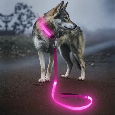 Chien de type loup portant une laisse de chien et un collier lumineux rose vif.
