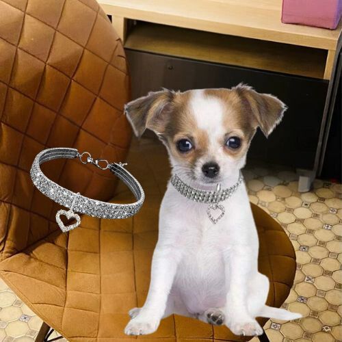 Un adorable petit chien se tient fièrement sur une chaise en cuir brun, portant un collier argenté orné de cristaux brillants qui mettent en valeur son charme. Avec son pendentif en cœur, le collier ajoute une touche chic, s’harmonisant parfaitement avec l’atmosphère élégante du mobilier en bois et des carreaux au sol.