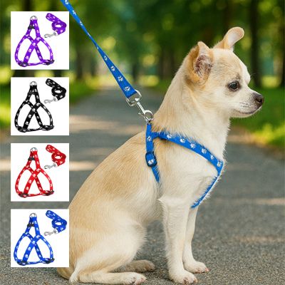 Chihuahua beige en laisse avec 4 variantes de couleurs du harnais chien sur le côté.