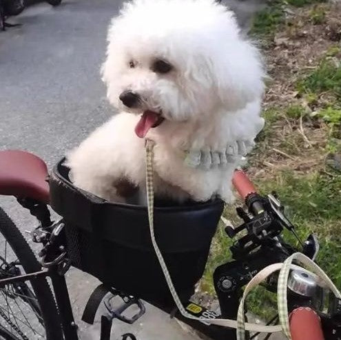 Chien Bichon Frisé blanc assis dans un vélo panier chien noir, tenue par une laisse à carreaux.