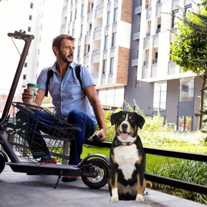 Grand Bouvier Suisse à côté d'un homme et d'une trottinette avec vélo panier chien en ville.