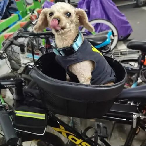 Caniche marron en t-shirt noir dans un vélo panier chien en maille, léchant sa truffe.