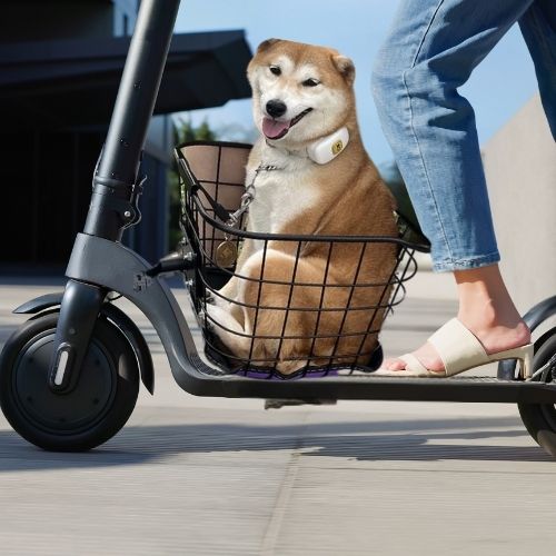 Gros plan d'un Shiba Inu assis dans un vélo panier chien fixé sur une trottinette noire.