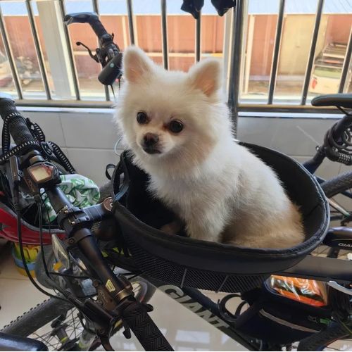 Spitz nain blanc assis dans son vélo panier chien sur un VTT Giant, avec un compteur de vitesse.