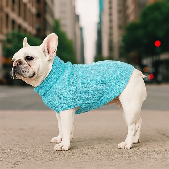 Bouledogue français blanc avec un vêtement chien bleu turquoise en ville.