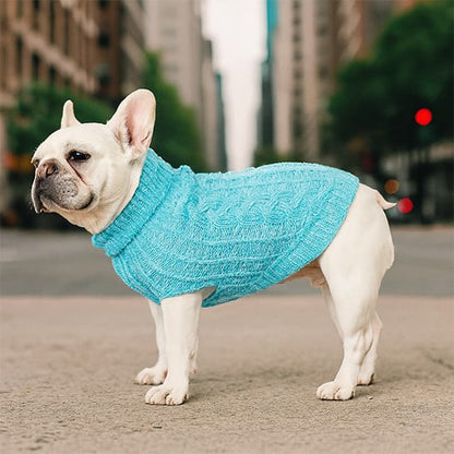 Bouledogue français blanc avec un vêtement chien bleu turquoise en ville.