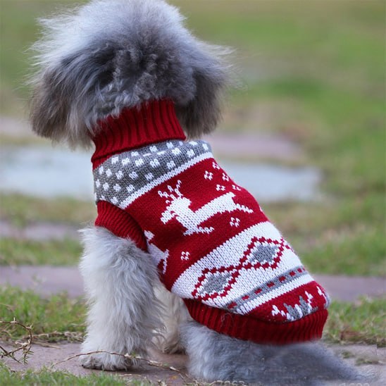 Pull de Noël pour chien rouge avec motif renne blanc porté par un caniche gris de profil.