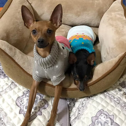 Deux chiens Pinscher dans un panier portant chacun un vetement chien en tricot gris et bleu.
