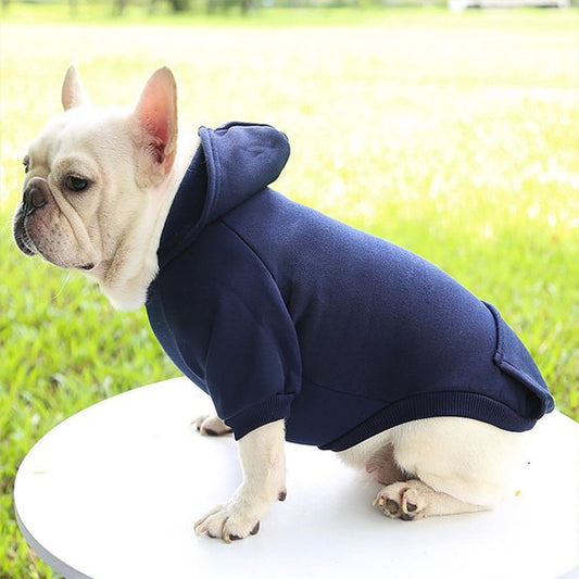Profil d'un bouledogue français avec un sweat bleu marine.