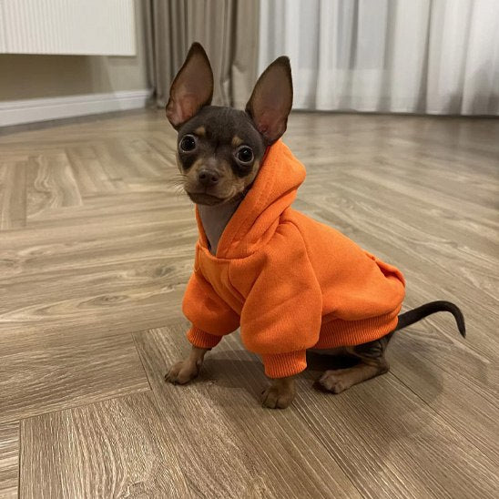 Petit chien portant un sweat à capuche orange vif.