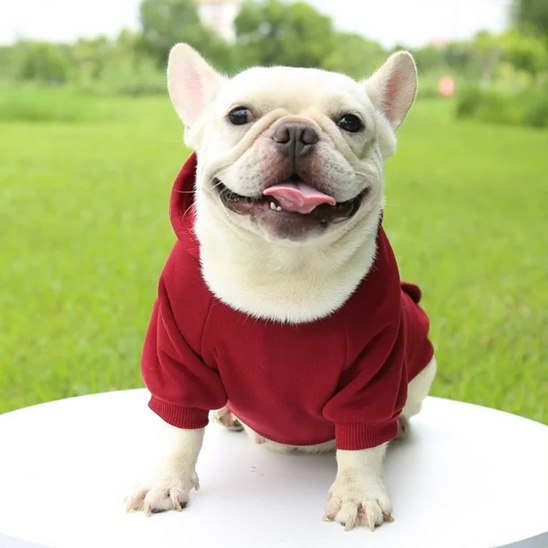 Bouledogue français avec un sweat pour chien rouge bordeaux.