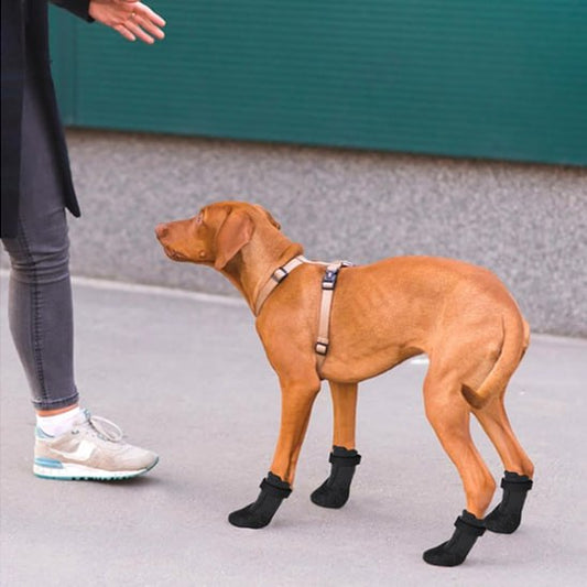 Vizsla portant sa chaussure chien et un harnais, face à une personne.