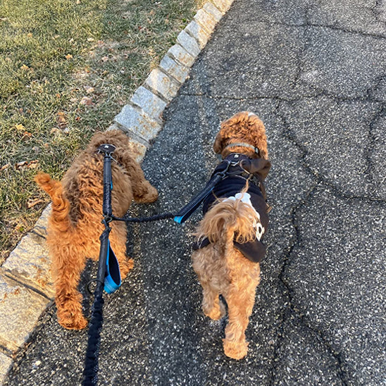 Vue de dos de deux Caniches marron marchant sur le goudron avec une laisse double pour chien.