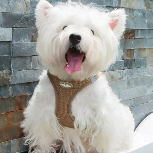 Chien Westie joyeux assis devant un mur en pierre avec son harnais anti traction chien beige.