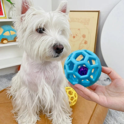Gros plan d'un chien Westie face à une main tenant une balle pour chien bleue avec grelot.