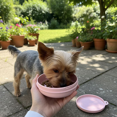 Main tenant une gamelle chien rose pour un Yorkshire Terrier dans un jardin fleuri.