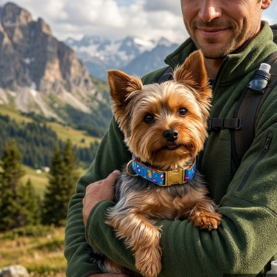 Yorkshire Terrier dans les bras d'un homme à la montagne avec son collier fantaisie chien.