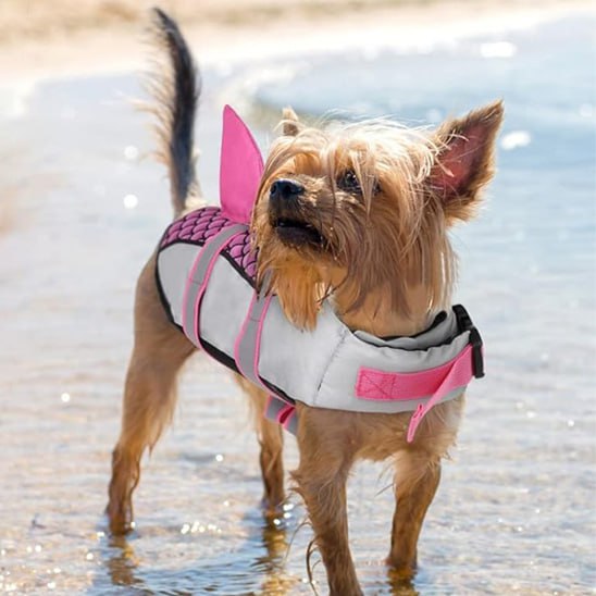 Yorkshire Terrier au bord de l'eau portant un gilet de sauvetage chien rose avec aileron.
