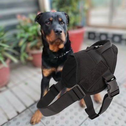 Harnais anti traction chien-CombatHarn™ : Ce malinois au bord du lac avec son harnais anti-traction en nylon 900D de couleur noir